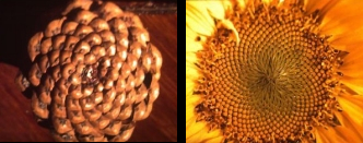 pine cone & sunflower flower